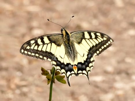 swallowtail butterfly in summer in Germany