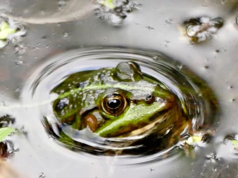 common water frog in a pond in Germany