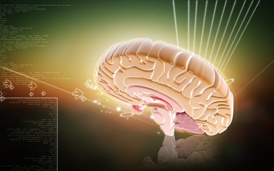 Digital illustration of brain in colour background
