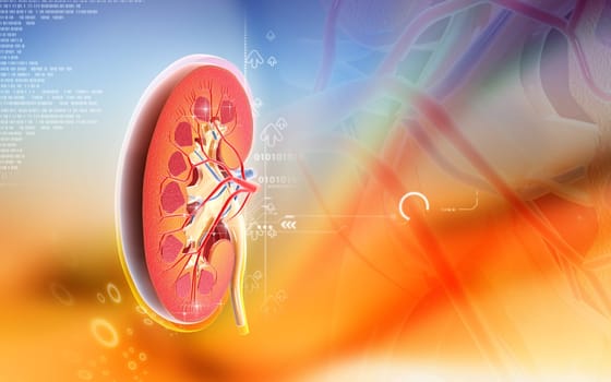 Digital illustration of kidney in colour background