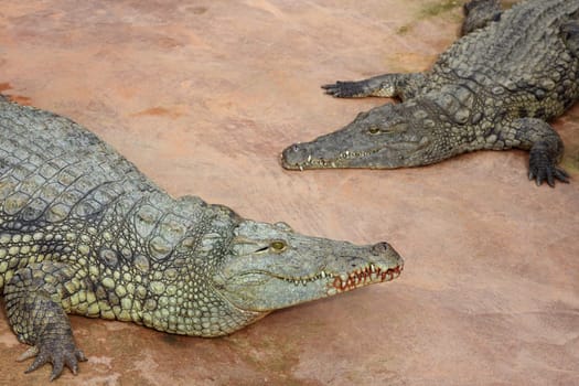 Details of nile crocodile, crocodylus niloticus, in captivity.