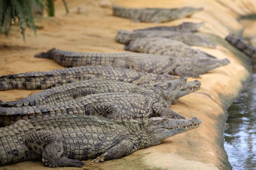 Details of nile crocodile, crocodylus niloticus, in captivity.