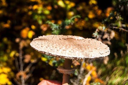 Parasol mushroom Macrolepiota procera on autumn mountain background