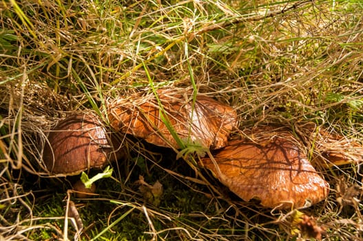 Edible fall mushroom Suillus luteus Slippery Jack