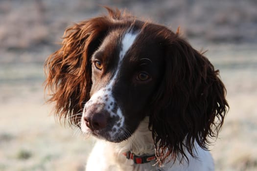 Close up of a working type english springer spaniel pet gundog