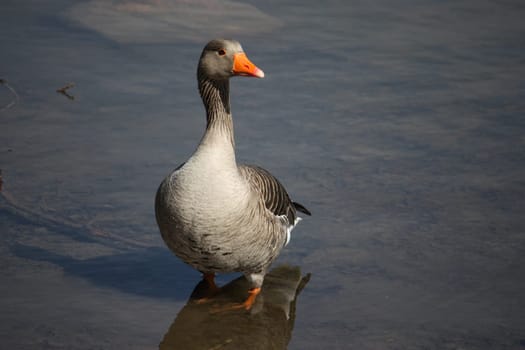 beautiful goose standing in water