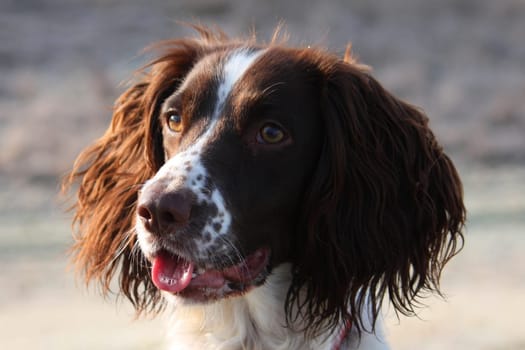 Close up of a working type english springer spaniel pet gundog