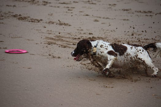 Working type english springer spaniel pet gundog running on a sandy beach
