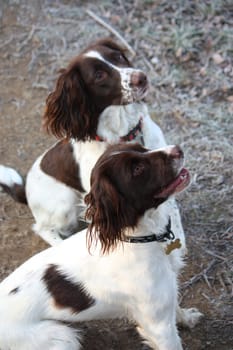 working type liver and white english springer spaniel pet gundog