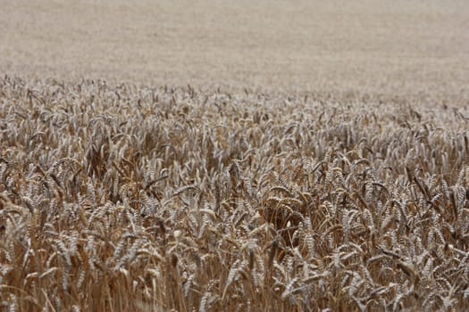 corn wheat crops in a field
