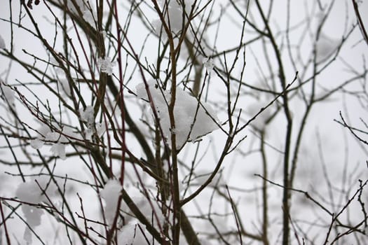 snow on the branches of a tree