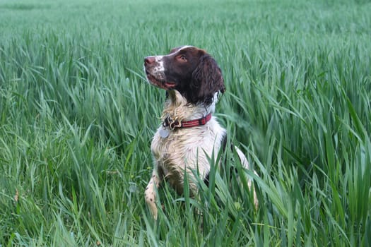 Working type english springer spaniel pet gundog in a field of green crops
