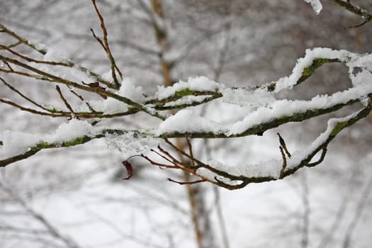 snow on the branches of a tree