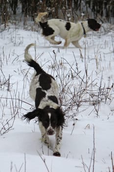 Working springer spaniel pet gundog playing in the snow