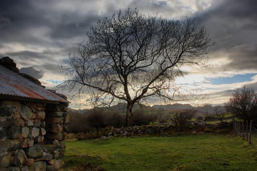 a tree against a ark grey moody sky in snowdonia