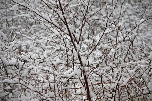 snow on the branches of a tree