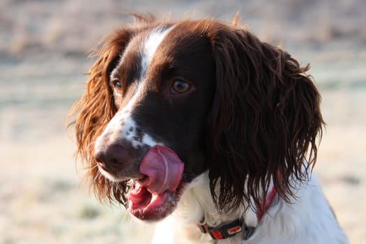 Close up of a working type english springer spaniel pet gundog