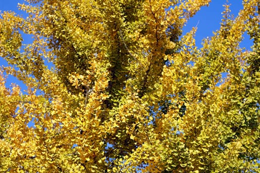 Bold yellow leaves reach into the blue sky in this magnificent display of autumn..