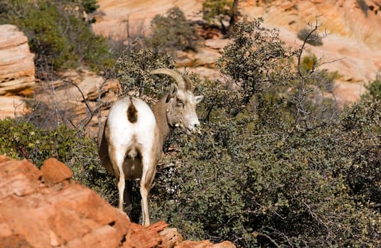 A mountain goat pair forages for food around the mountainside
