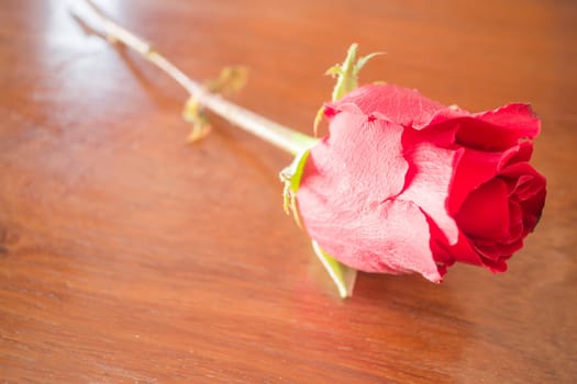 Beautiful red rose on wooden background, stock photo