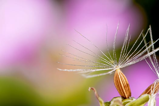 detail of dandelion for adv or others purpose use