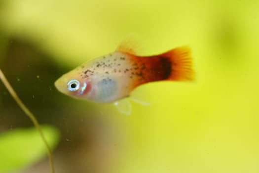 Platy  (Xiphophorus maculatus), a popular freshwater aquarium fish .