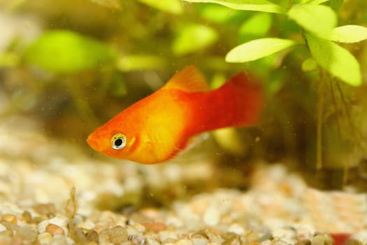 Platy  (Xiphophorus maculatus), a popular freshwater aquarium fish .