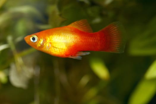 Platy  (Xiphophorus maculatus), a popular freshwater aquarium fish .