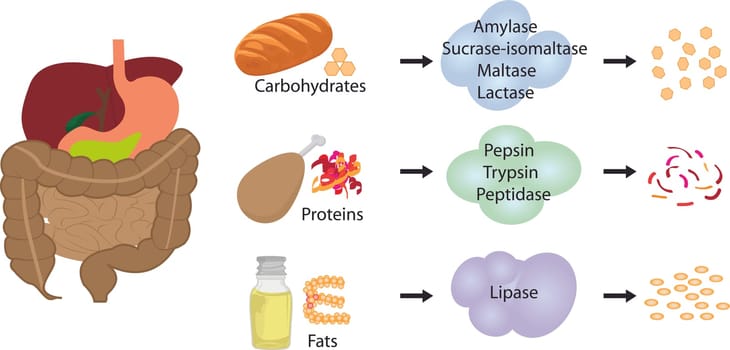 Enzymes braking down food into nutrients. Digestive systems work vector illustrative infographics