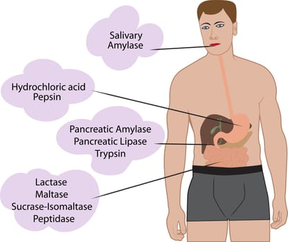 Enzymes braking down food. Digestive systems work vector illustrative infographics