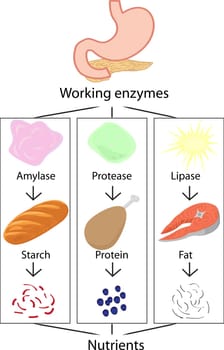 Work of enzymes converting digested food into nutrients vector illustration infographics