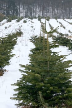 a wintry forest with snow and green conifers