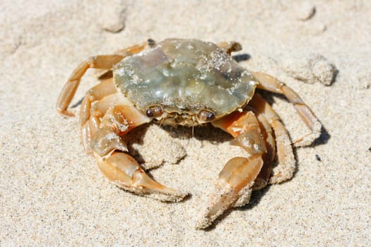 a Close-up of a dead beach crab (Carcinus maenas)..