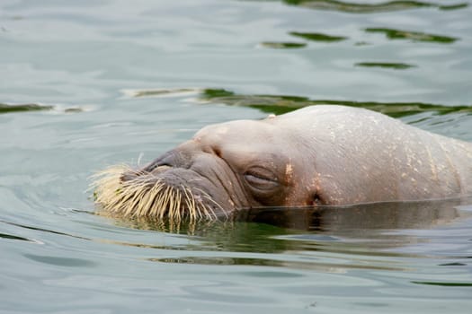 The walrus (Odobenus rosmarus) is a species of seal, which occurs in the cold seas of the northern hemisphere.