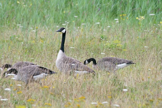 Several Canada geese (Branta canadensis) on the grazing in a meadow .