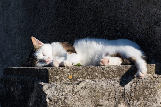 Cute domestic white cat sleeping on cement wall in front of house.