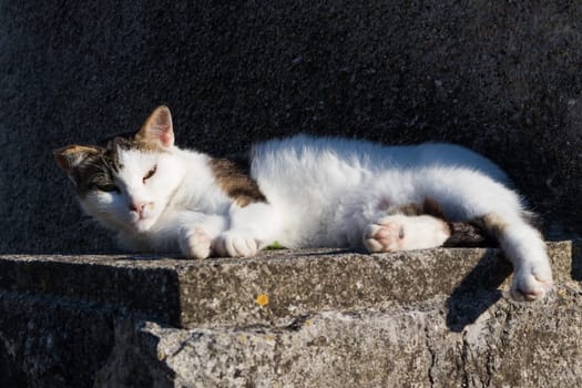 Sleepy cute domestic white cat lying on cement wall in front of house looking in camera.