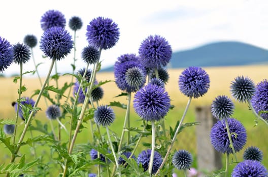 flowering thistle in the garden