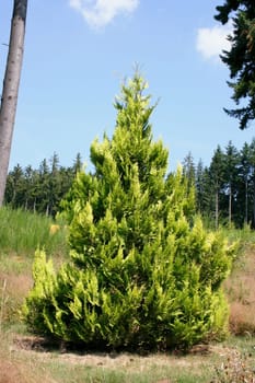A single conifer, blue sky in the background