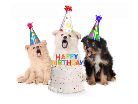 Humorous Puppies Singing Happy Birthday Song With Cake