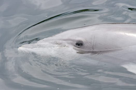 A detail shot of a dolphin (Delphinidae).