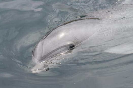A detail shot of a dolphin (Delphinidae).
