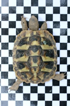 Hermann's tortoise (Testudo hermanni boettgeri) a standing protected species of turtle.
