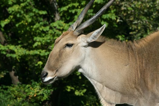 a Portrait shot of a female eland (Taurotragus oryx).