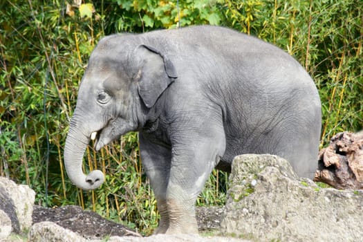 Seen an Asian elephant (Elephas maximus) from the side.