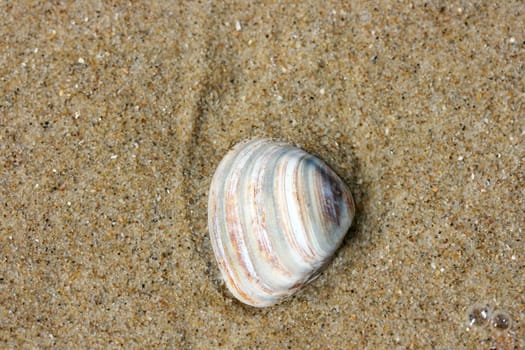 A washed up by the waves seashell lying in the sand