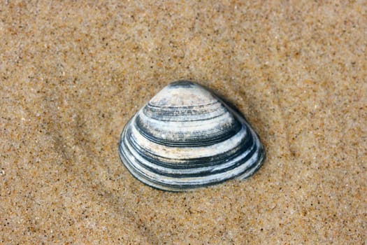 A washed up by the waves seashell lying in the sand