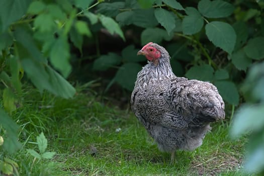 1 - Facing side on, intricate silver and black detailed patterning of this pet bantam chicken's plumage is shown. Pure bred animal in garden scene.