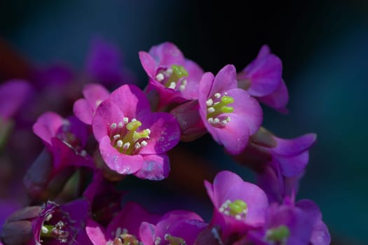 Bergenia crassifolia, aka Korean elephant's ears are shown in this macro image of brilliant blues,pinks and greens. detail from stamen stigma pollen.