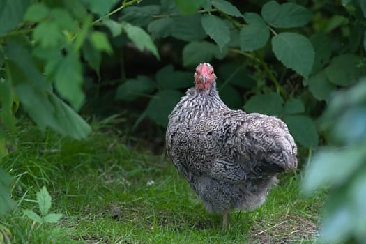 2 - A Mean look is directed at the camera head on by this silver pencilled wyandotte small pet chicken. Framed well by deep leafy greenery in a garden